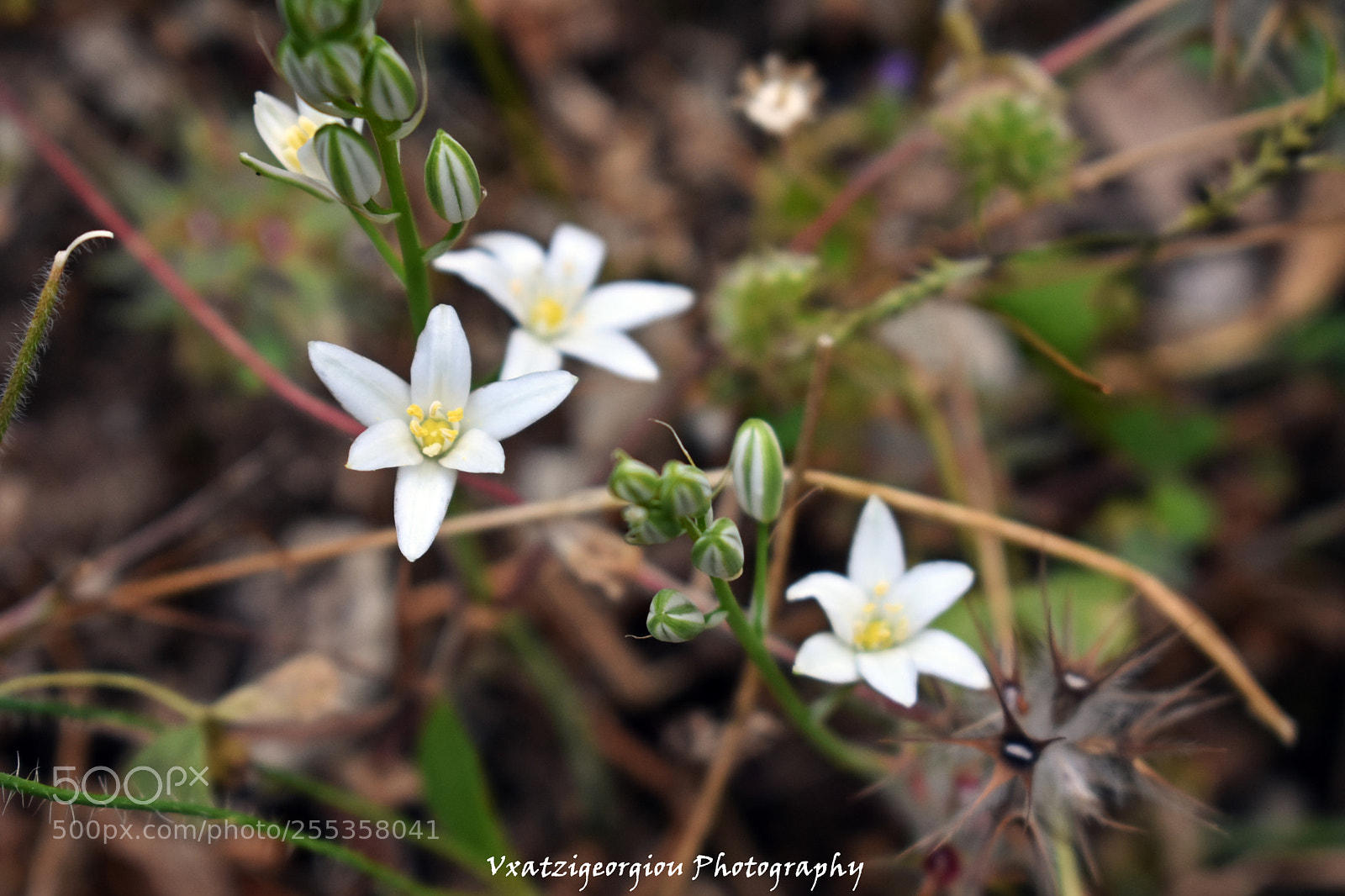 Nikon D3400 sample photo. White flower photography