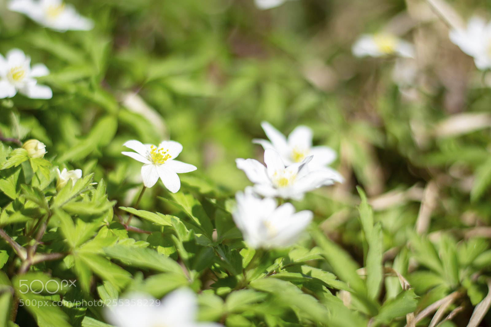 Nikon D7200 sample photo. Spring is in the photography