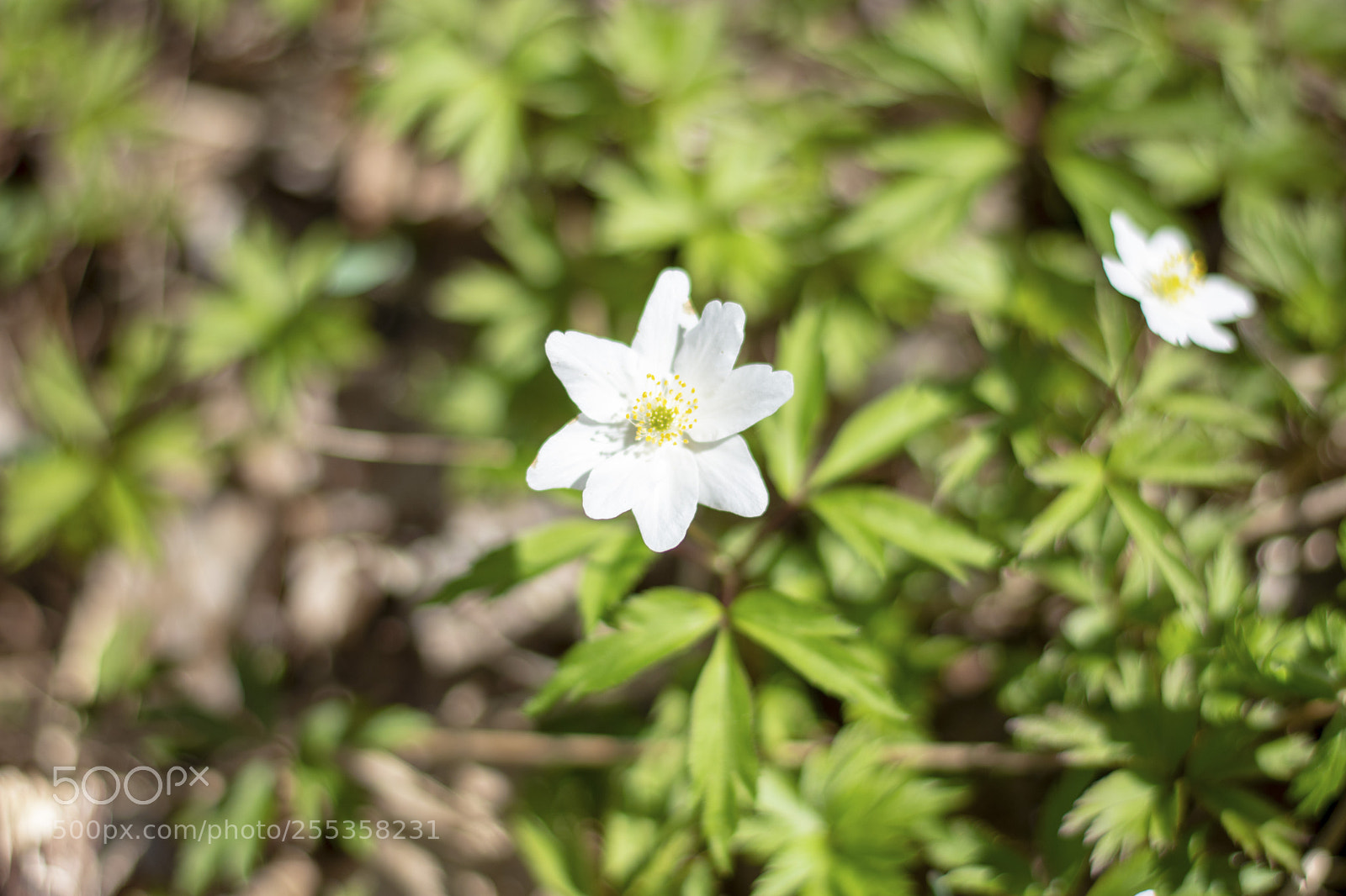 Nikon D7200 sample photo. Spring is in the photography
