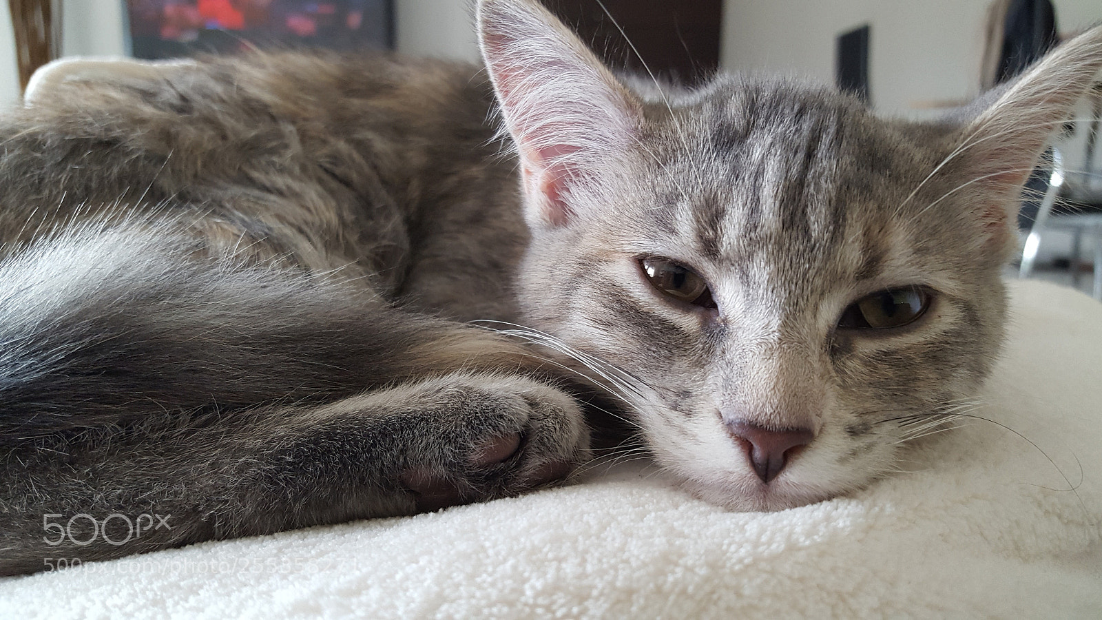 Samsung GALAXY S6 edge sample photo. Pic photography