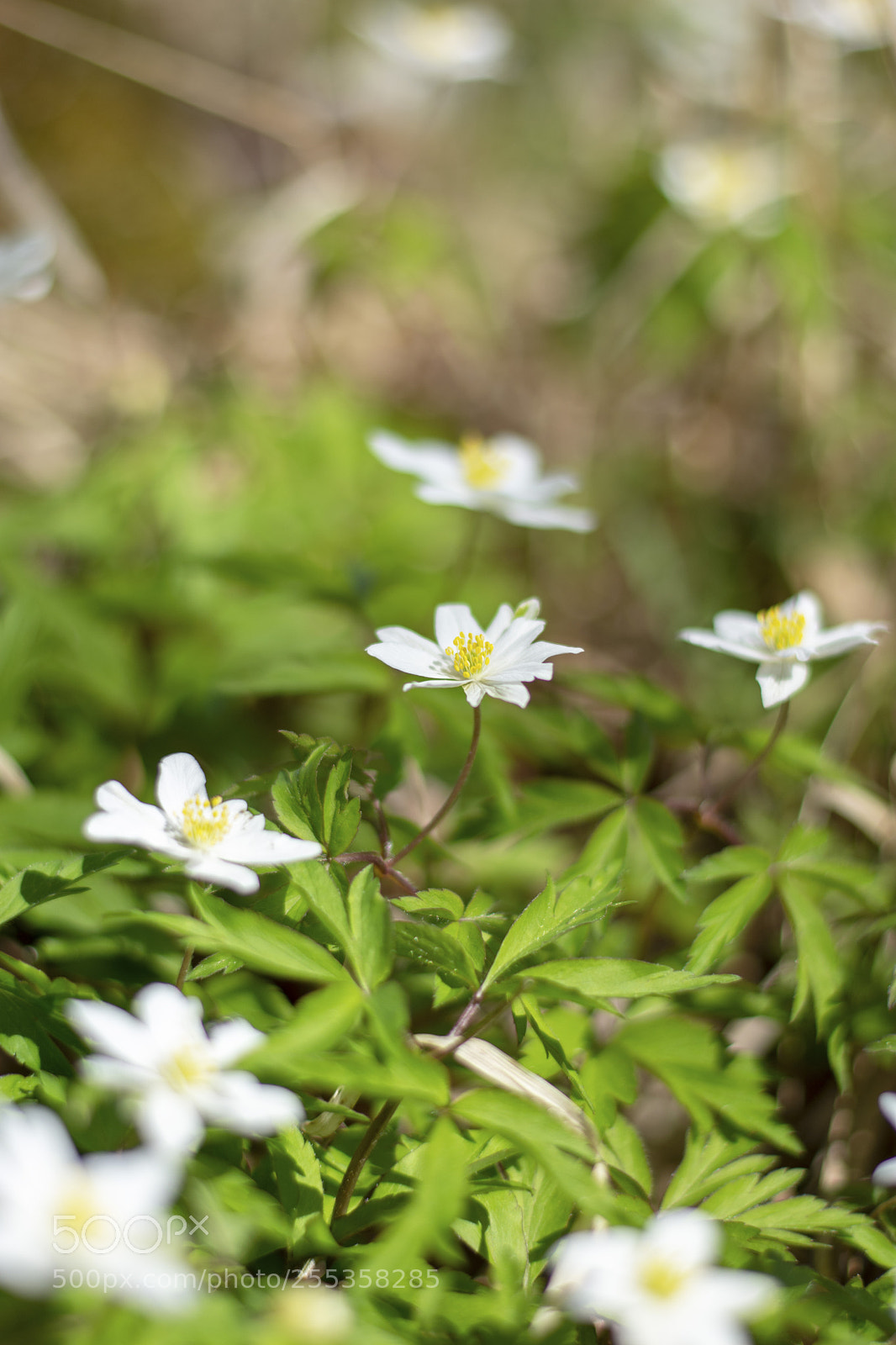 Nikon D7200 sample photo. Spring is in the photography