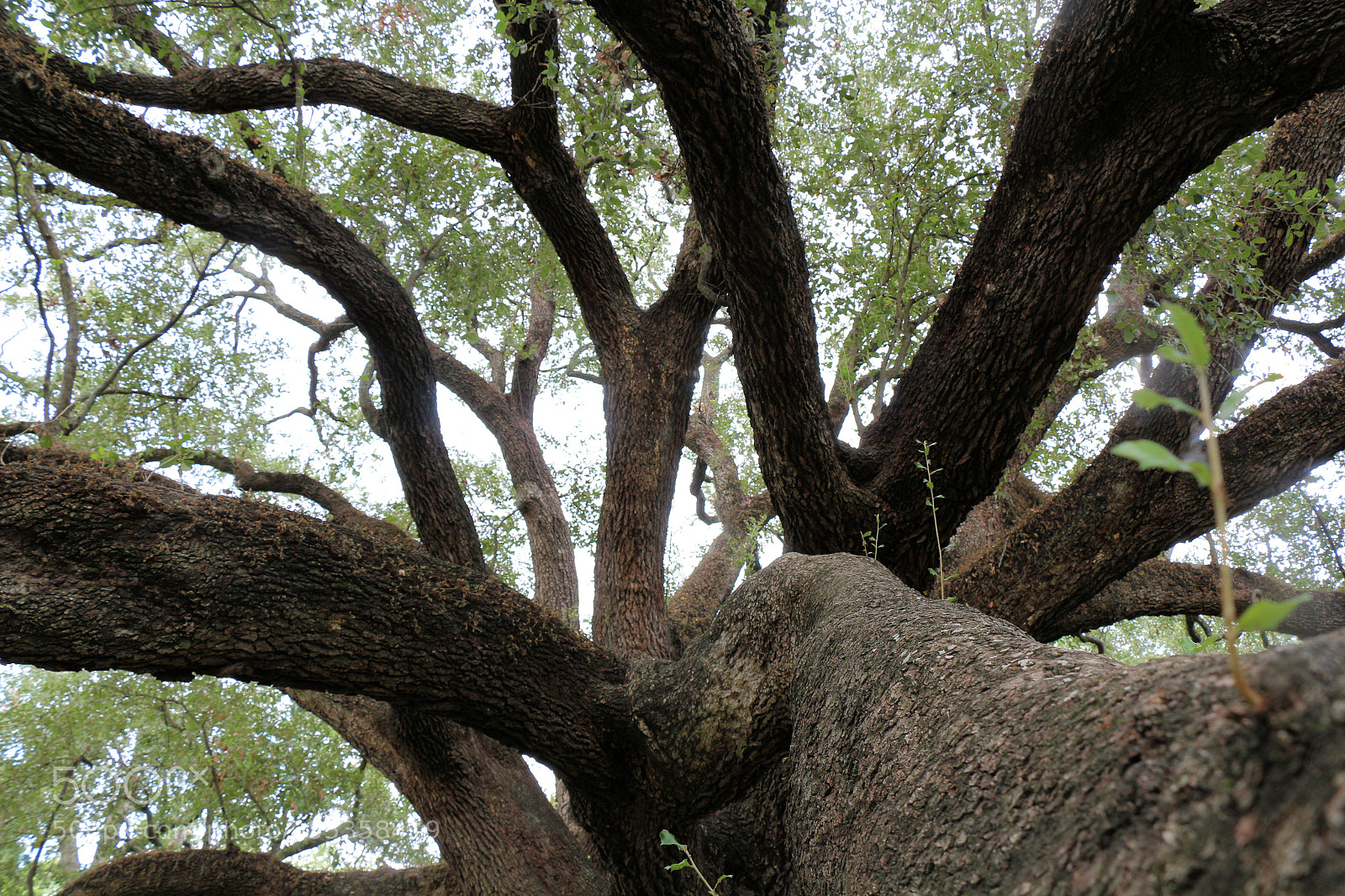 Canon EOS 700D (EOS Rebel T5i / EOS Kiss X7i) sample photo. Gnarled photography