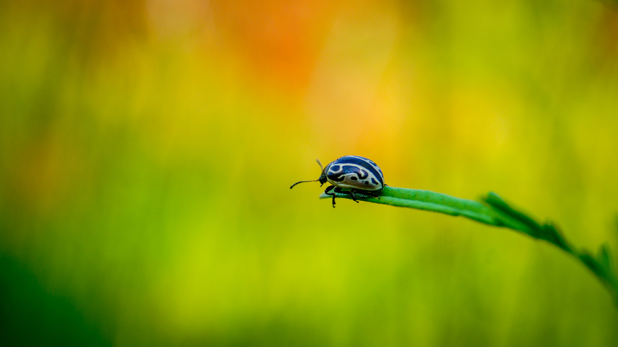 Sony SLT-A35 sample photo. Ready yo fly photography