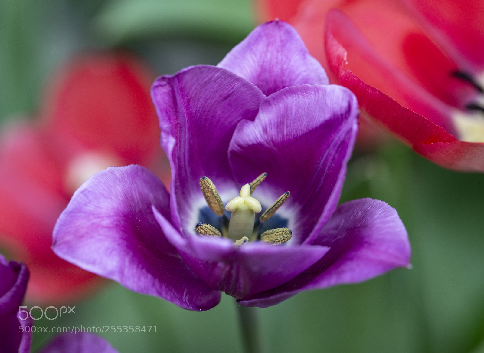 Nikon D800 sample photo. Tulip photography