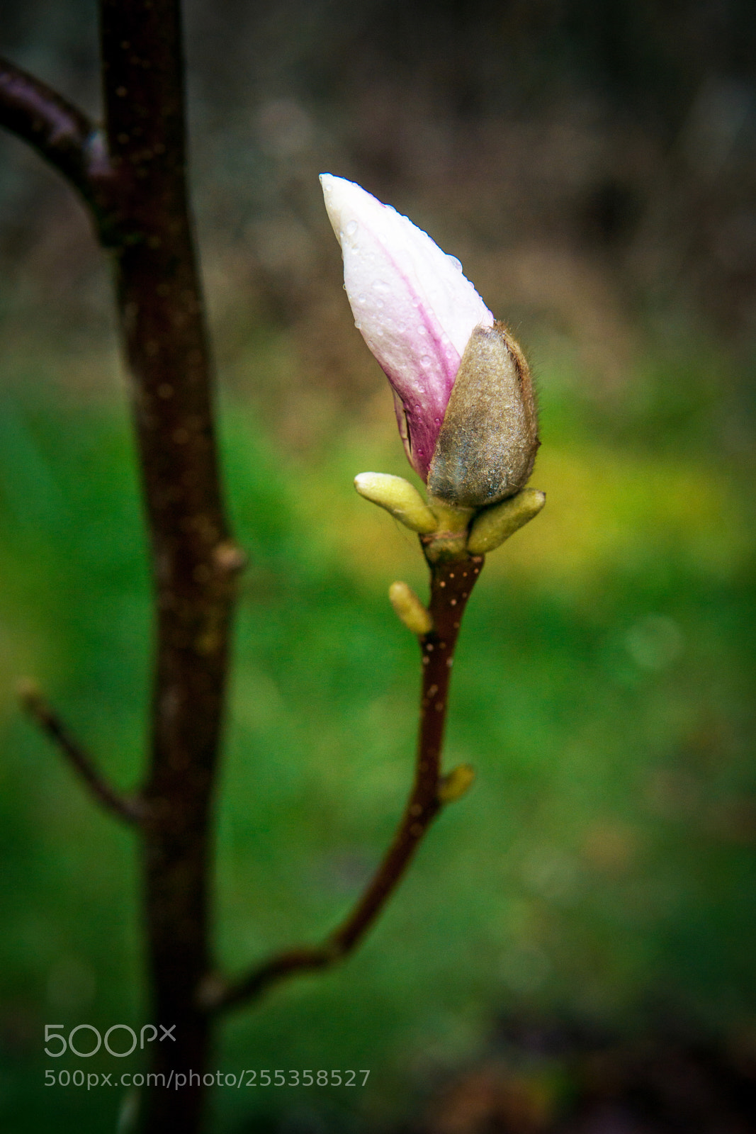 Sony a6000 sample photo. Mama's treausre photography