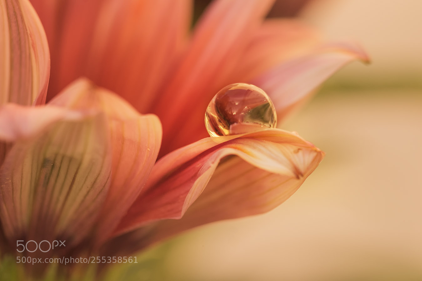 Fujifilm X-T1 sample photo. A drop on a photography