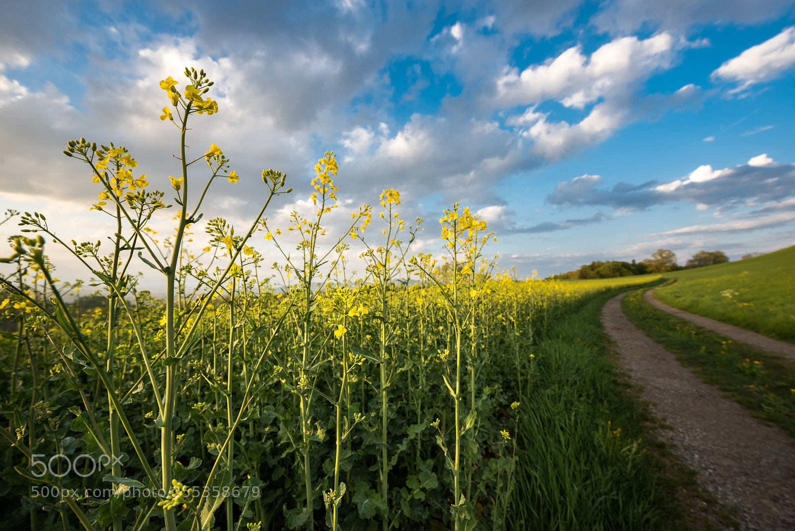 Nikon D810 sample photo. Canola field photography