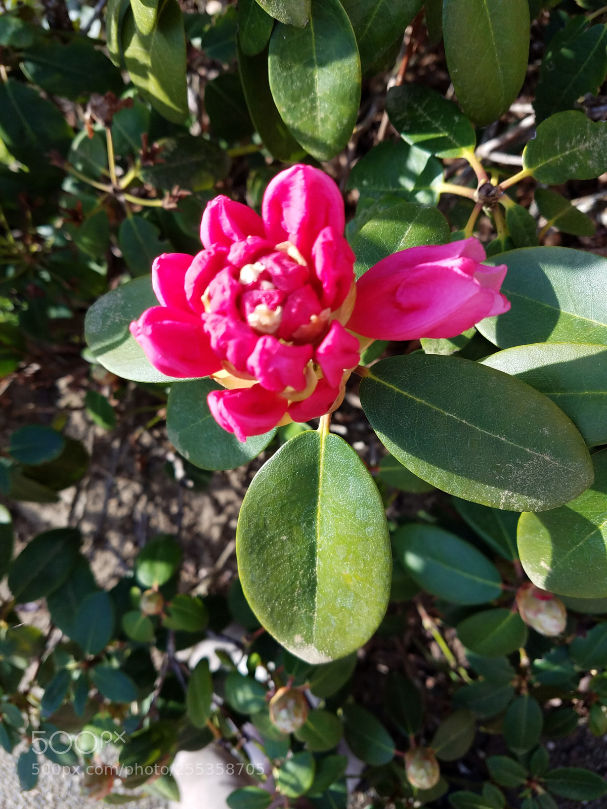 Samsung Galaxy S7 sample photo. Beginning to bloom photography