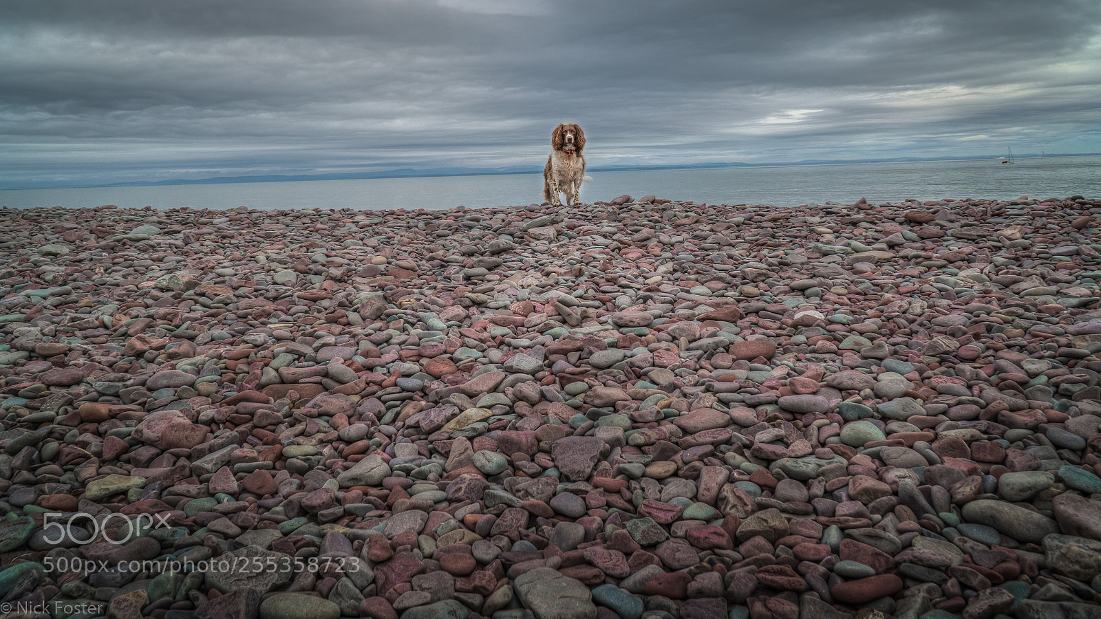Sony a6300 sample photo. English springer spaniel photography