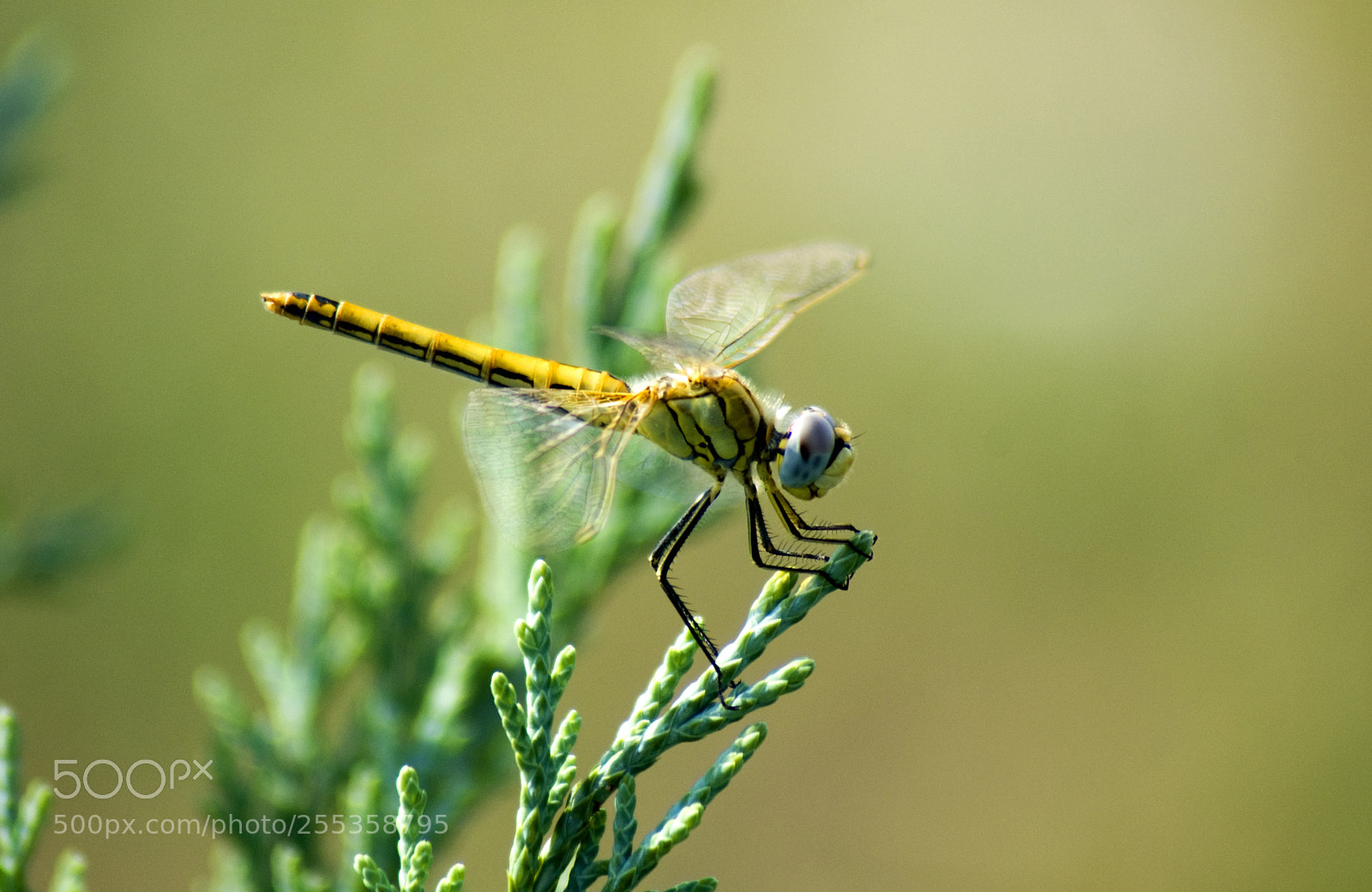 Sony Alpha DSLR-A200 sample photo. Yusufcuk - dragonfly photography