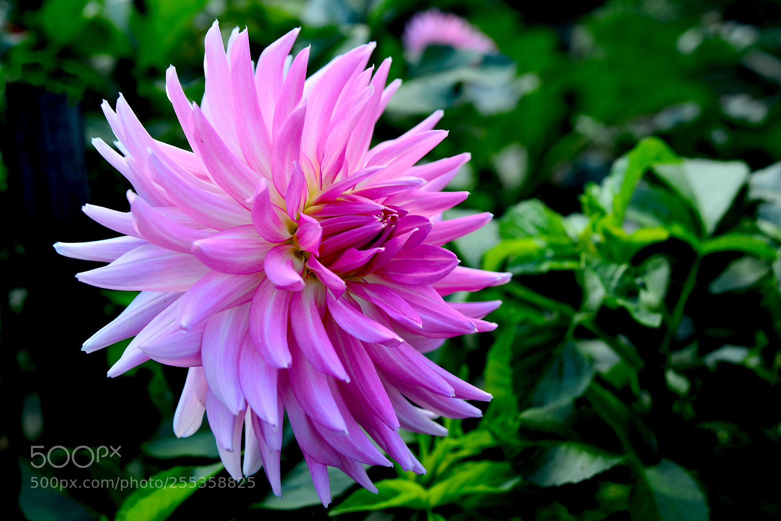 Nikon D600 sample photo. Pink dahlia photography
