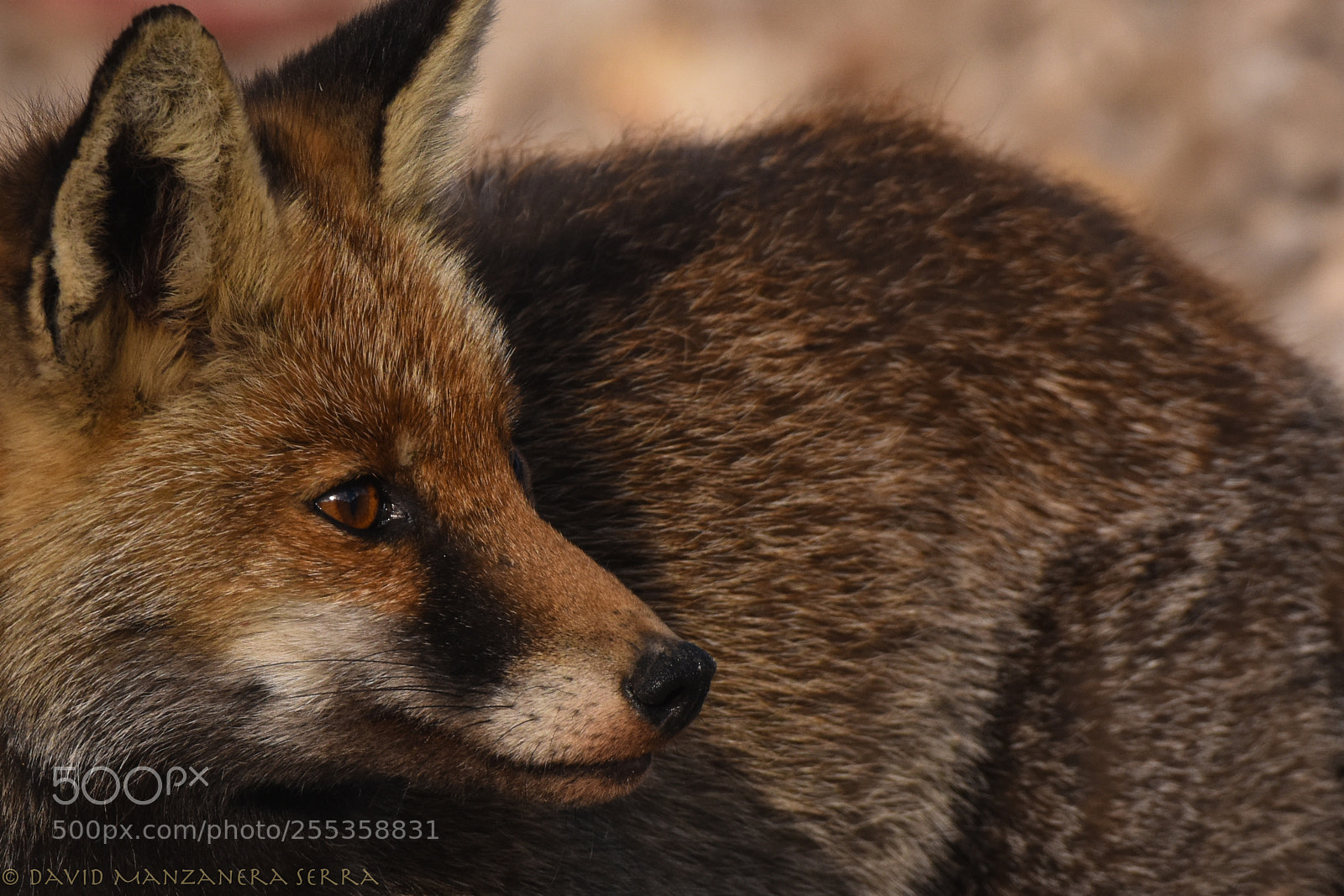 Nikon D7200 sample photo. Foxy photography