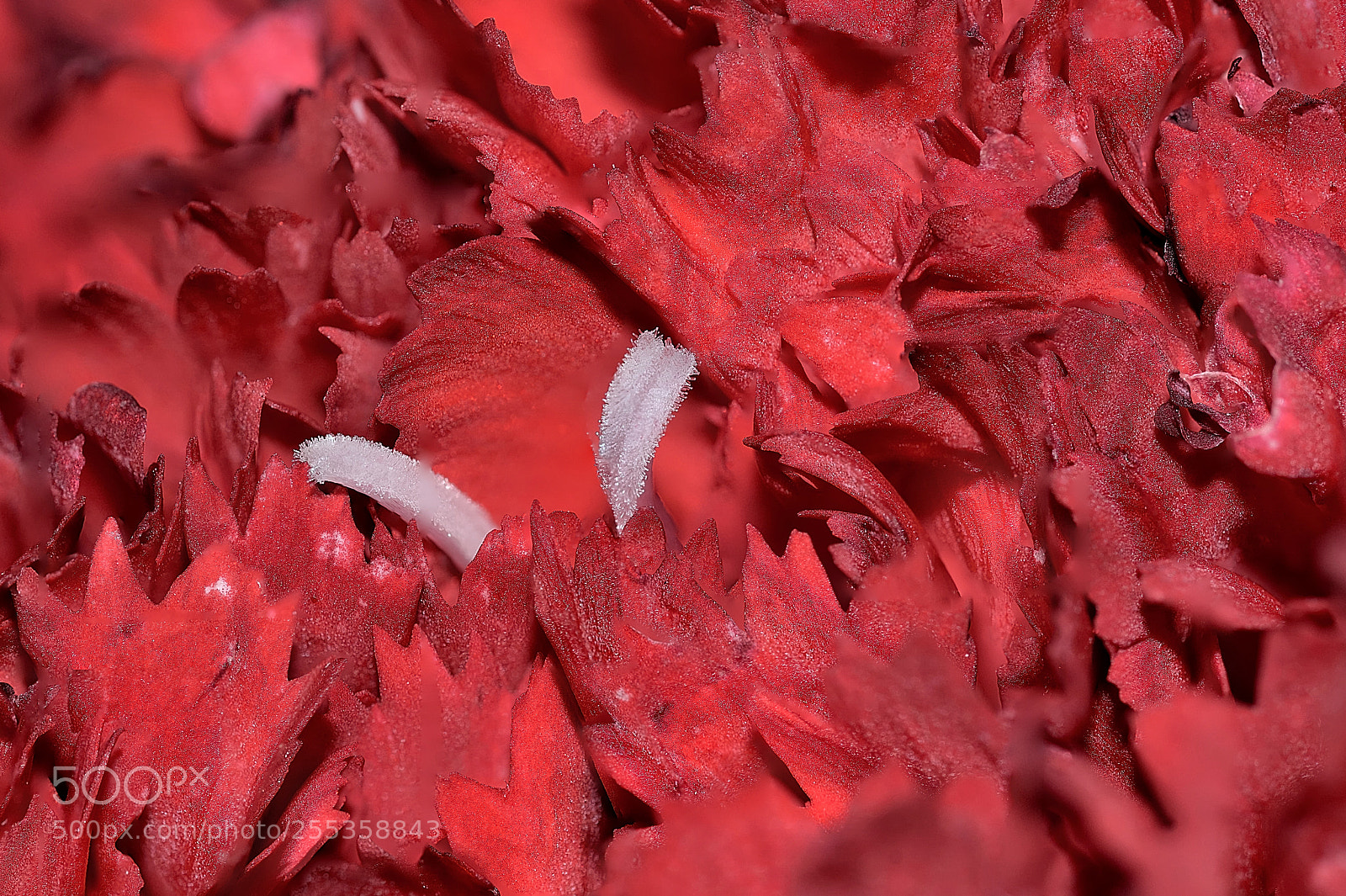 Nikon D7100 sample photo. Clavel photography