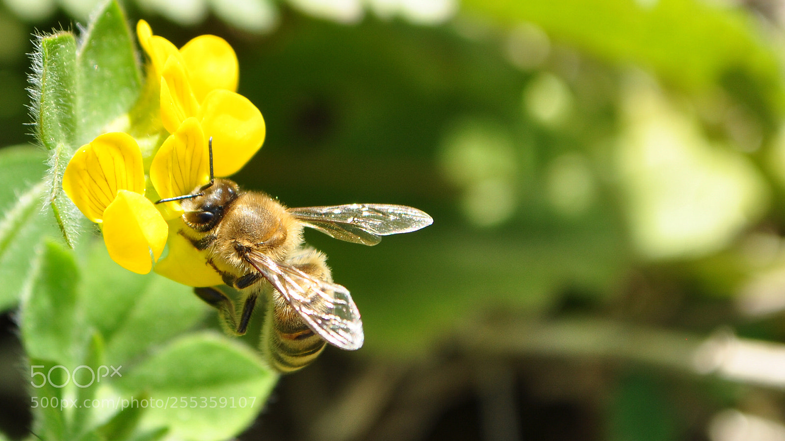 Nikon D5000 sample photo. Macro photography