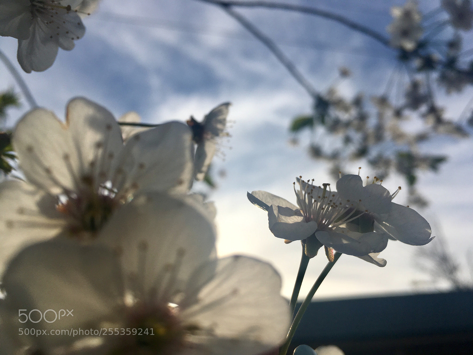 Apple iPhone SE sample photo. Untitled photography
