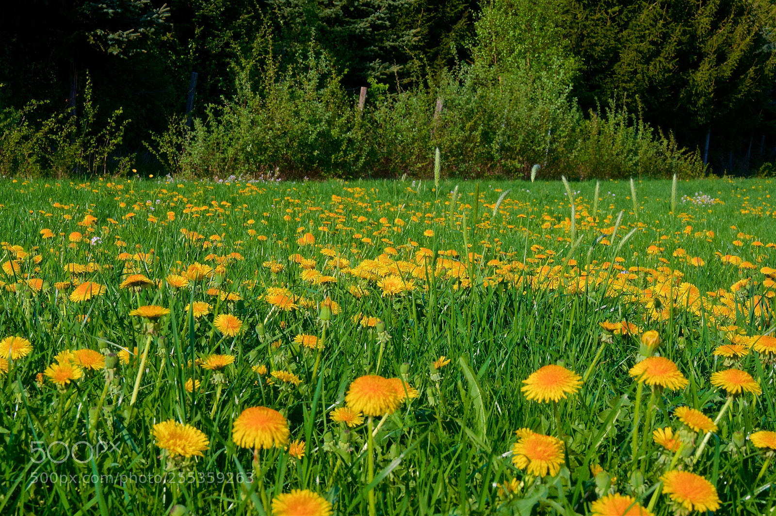 Pentax K-3 II sample photo. Spring in green and photography