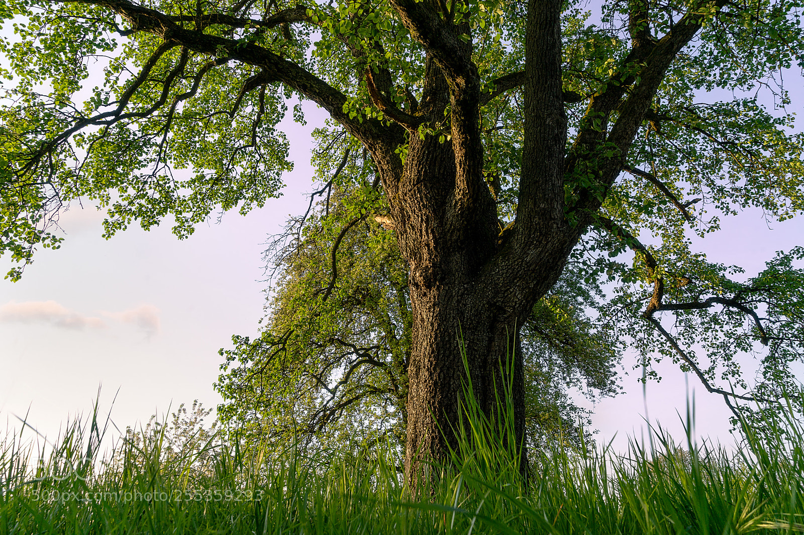 Sony a7 II sample photo. Alter baum photography