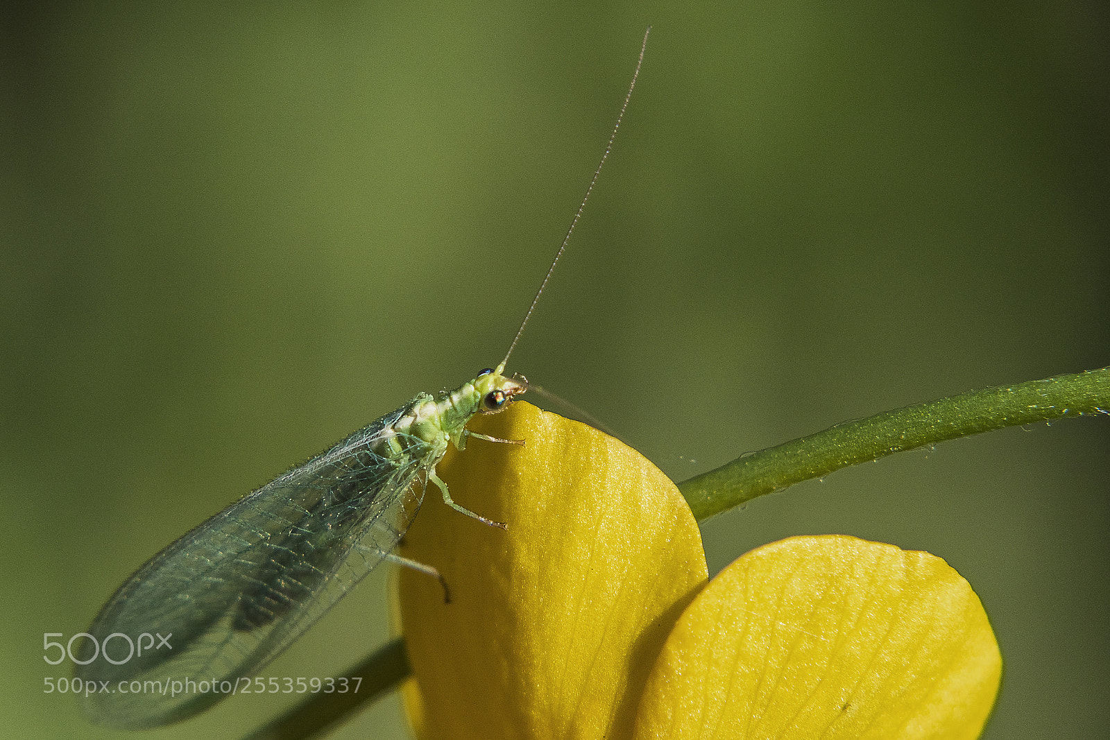 Canon EOS 7D Mark II sample photo. Untitled photography