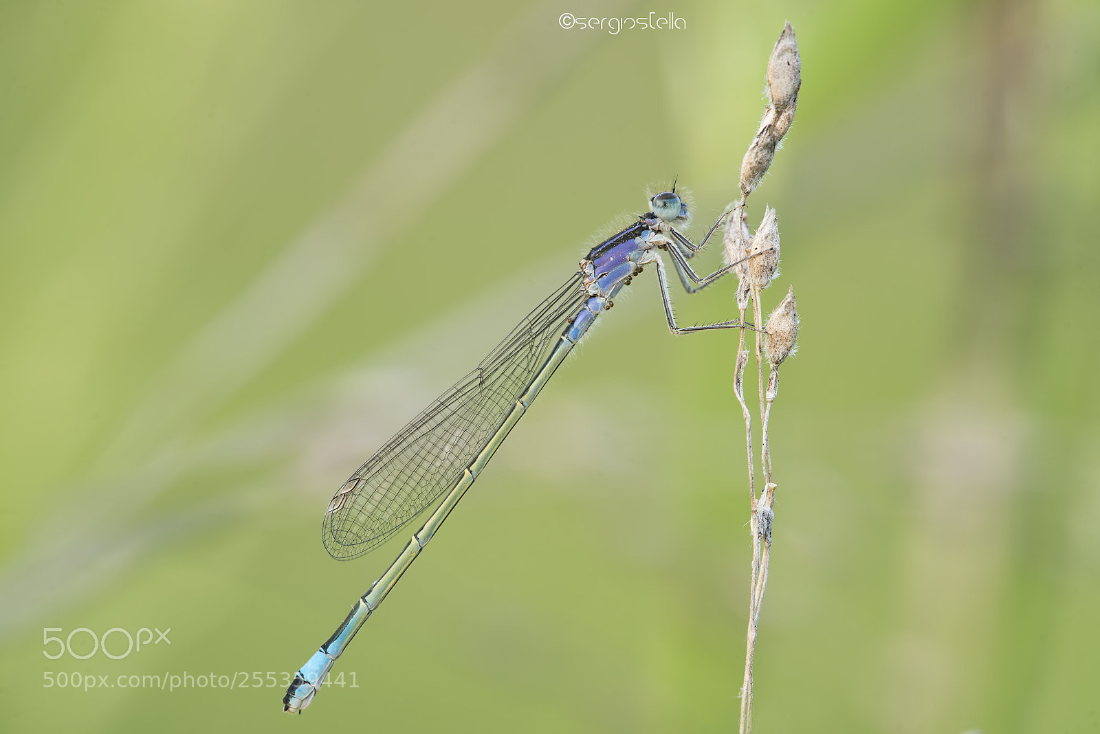 Nikon D610 sample photo. Ischnura elegans female__ photography