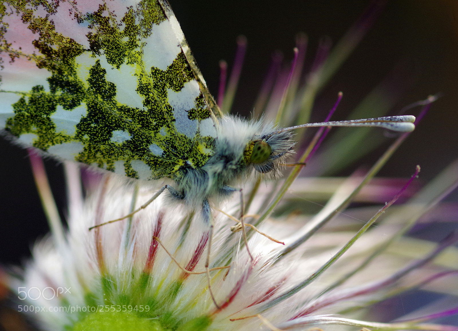 Pentax K-50 sample photo. Springtime beauty photography