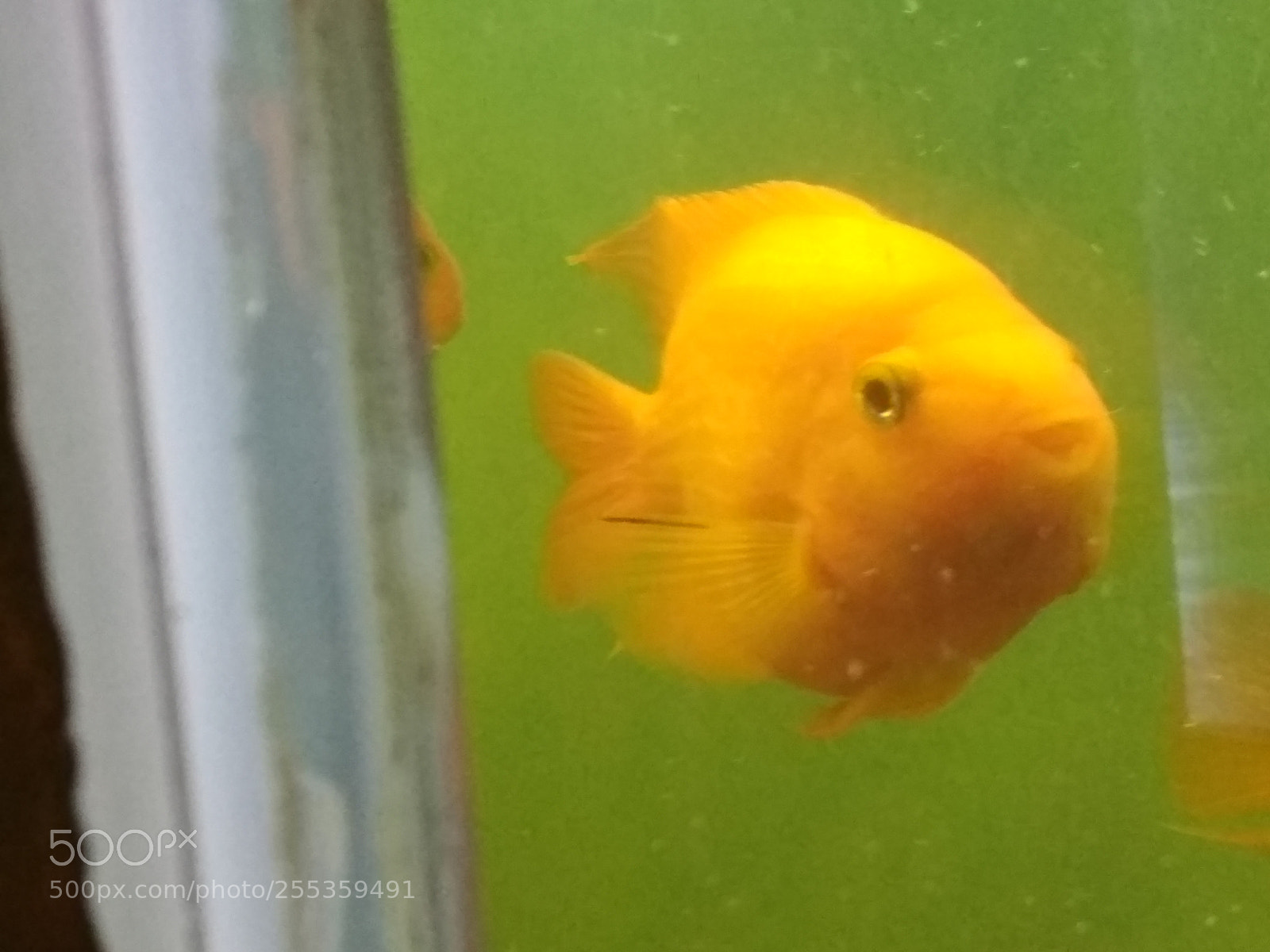Xiaomi Redmi 4 Pro sample photo. The smiling fish photography