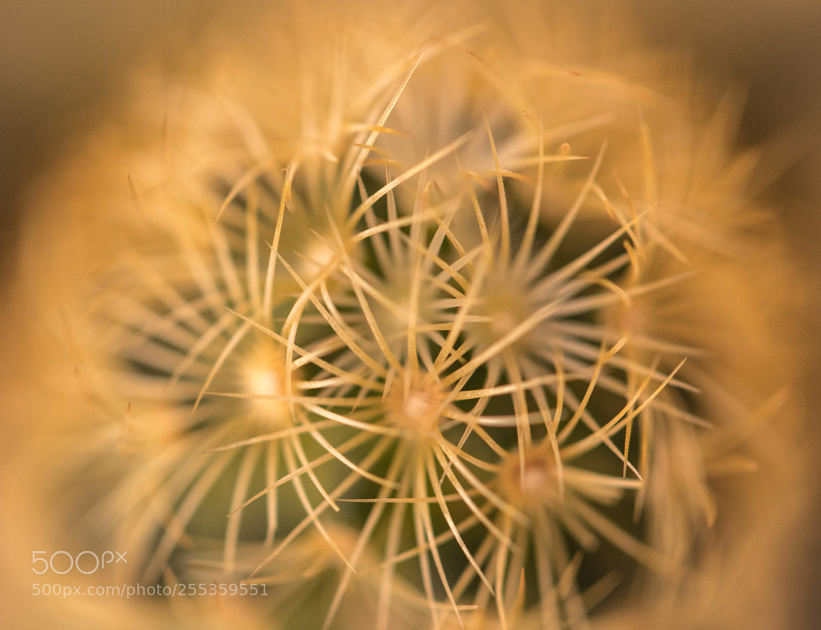 Canon EOS 77D (EOS 9000D / EOS 770D) sample photo. Cactus photography