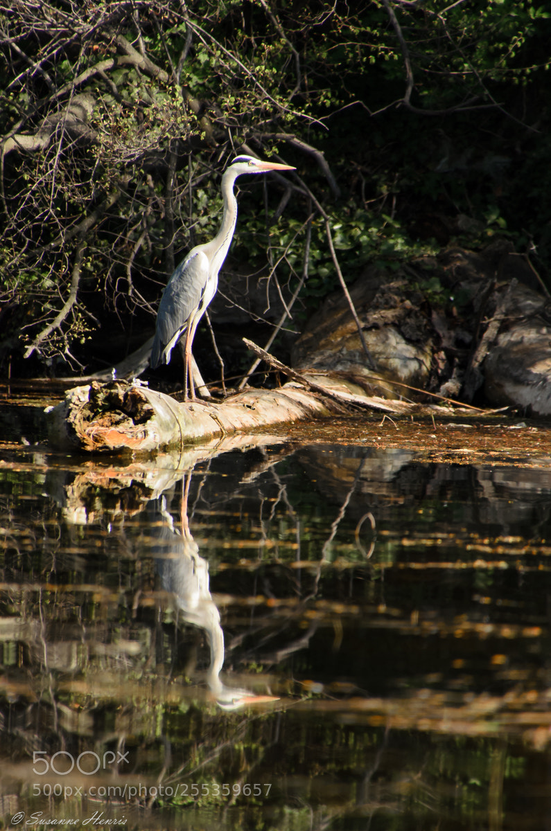 Nikon D5100 sample photo. Secret place photography