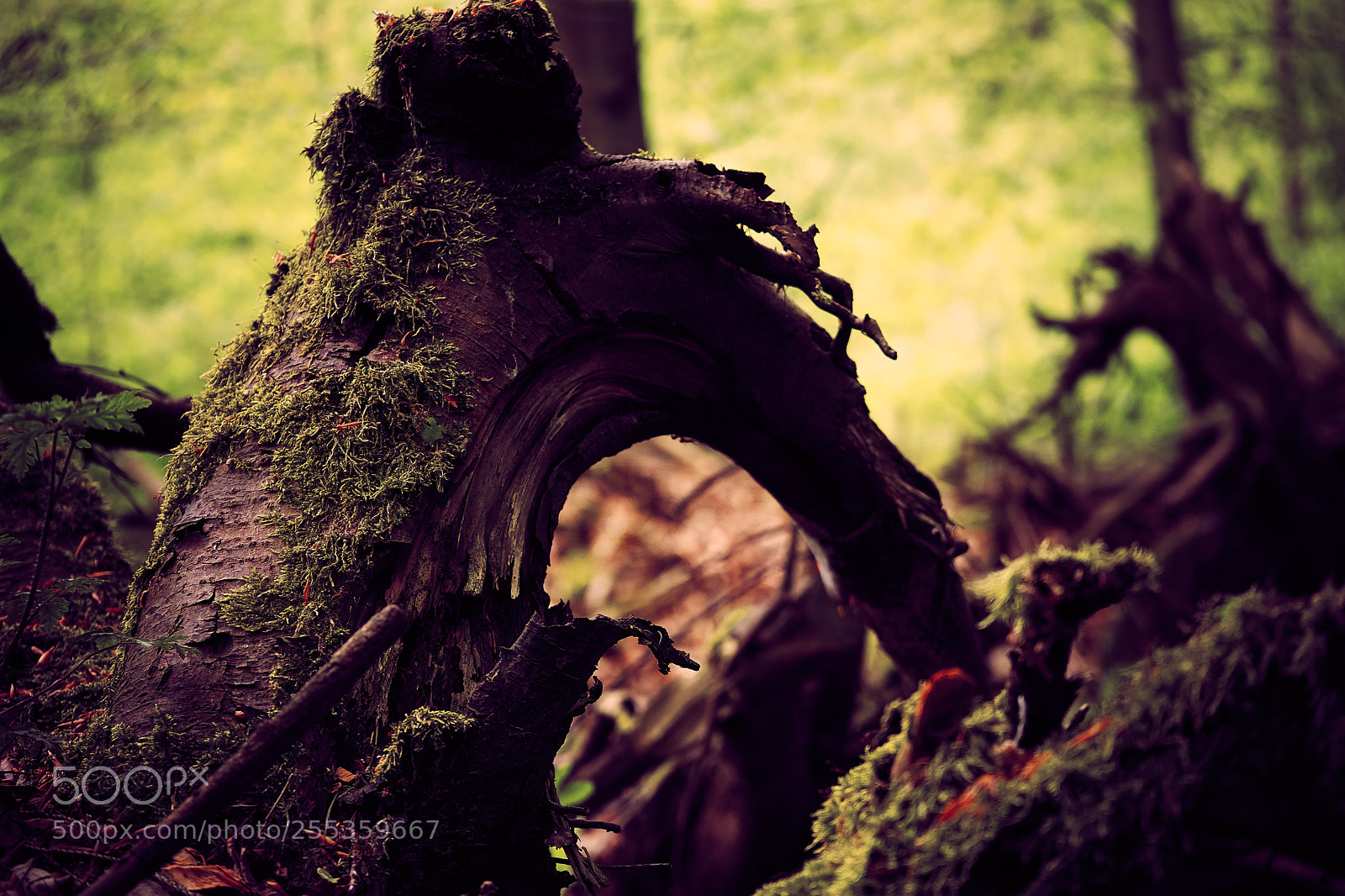 Sony a7 sample photo. The arc photography
