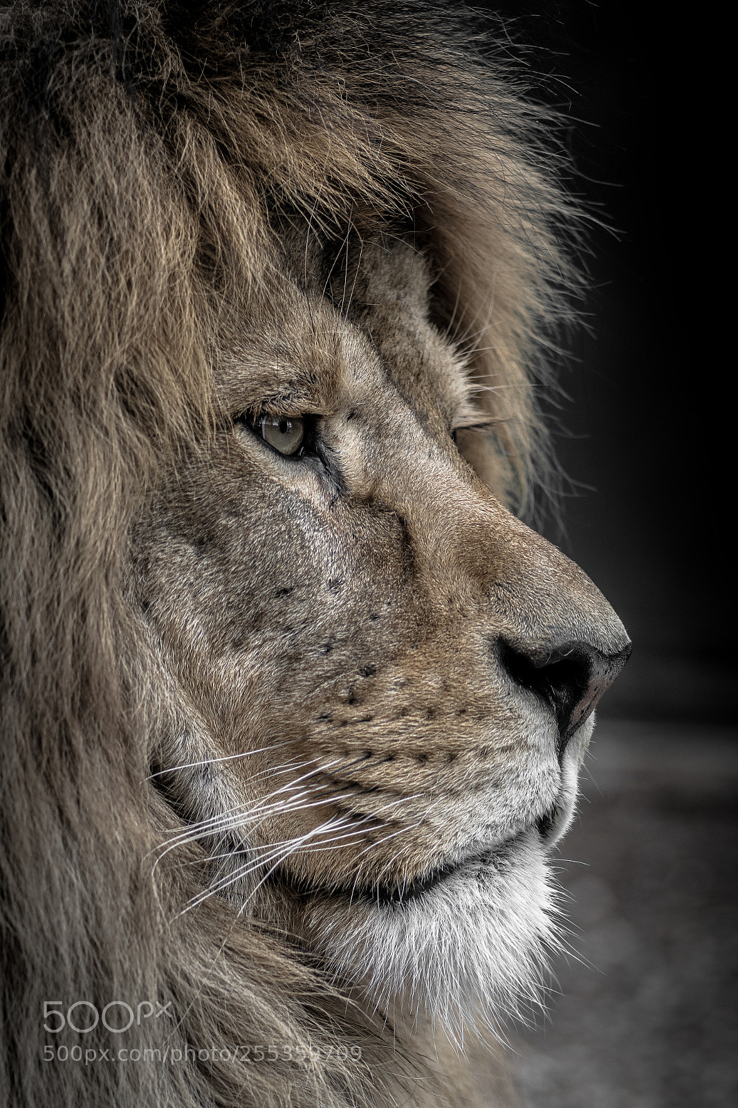 Nikon D7200 sample photo. Lion king 2 photography
