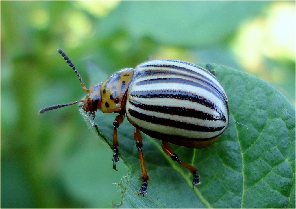 Sony Cyber-shot DSC-W610 sample photo. Colorado beetle photography