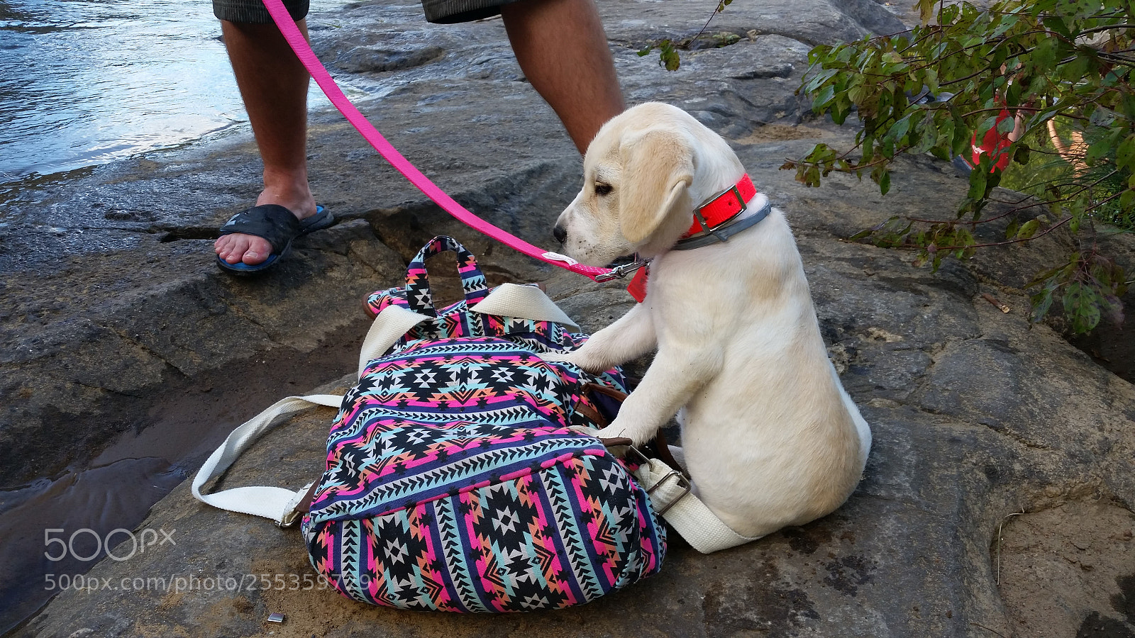 Samsung Galaxy S5 sample photo. Puppy at rest photography