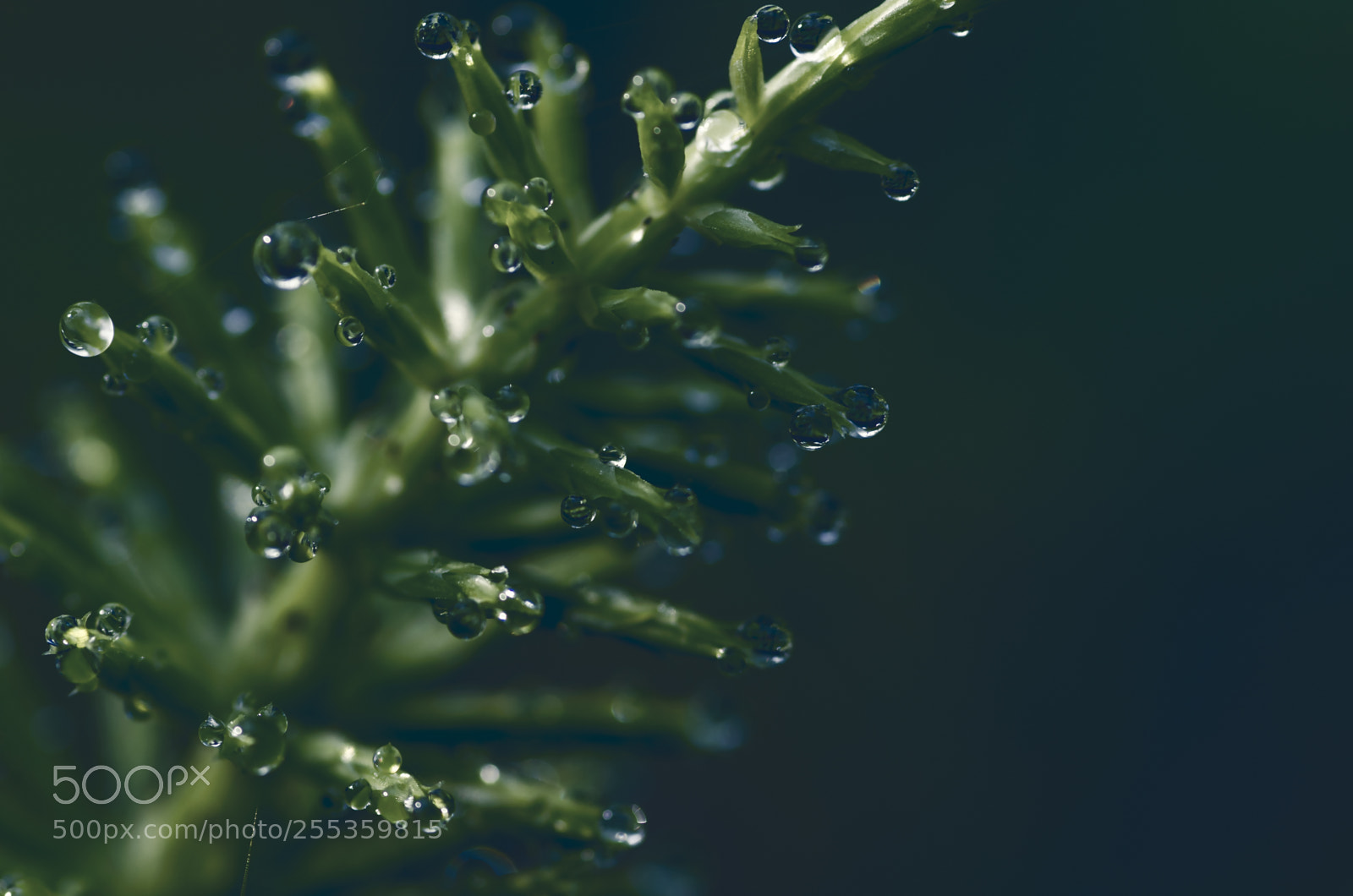 Pentax K-5 II sample photo. Equisetum and morning dew photography