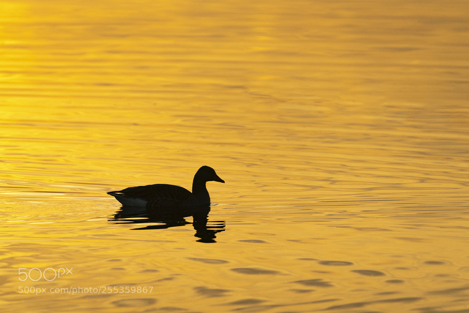 Sony a99 II sample photo. Greylag goose_sillhouette photography