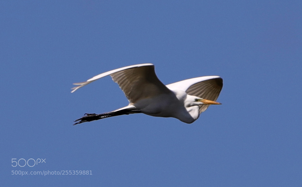 Canon EOS-1D X Mark II sample photo. 04-26-18-0014868.jpg photography