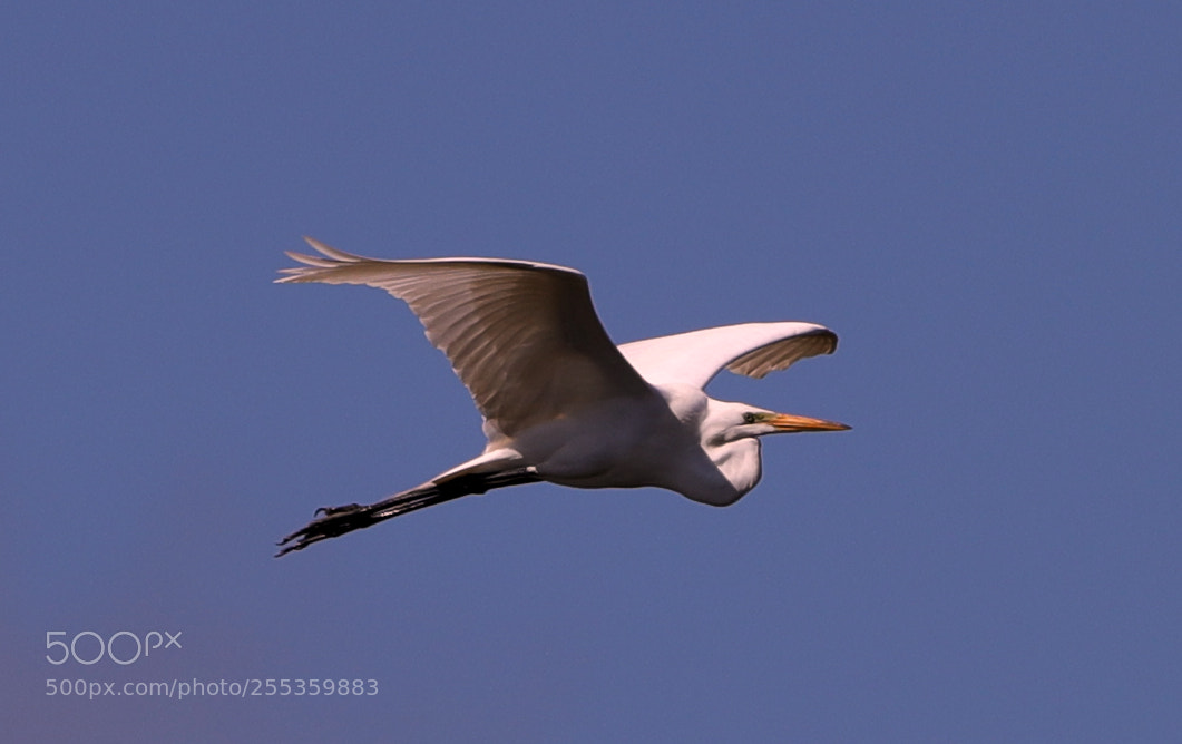 Canon EOS-1D X Mark II sample photo. 04-26-18-0014867.jpg photography