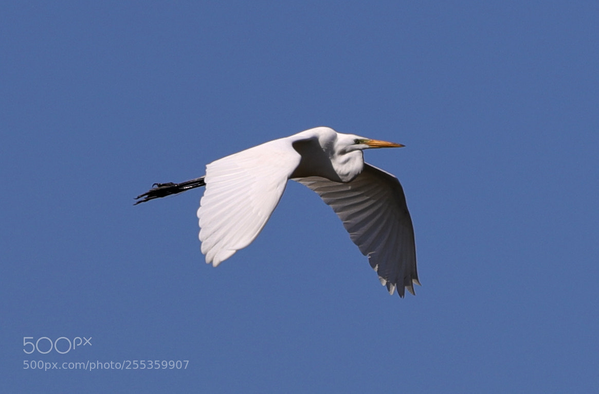 Canon EOS-1D X Mark II sample photo. 04-26-18-0014866.jpg photography