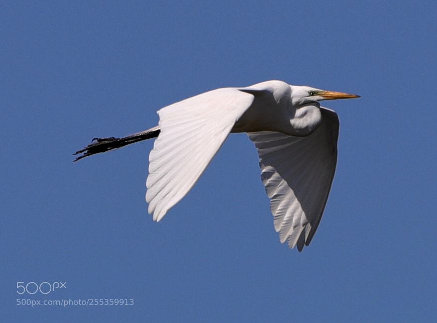 Canon EOS-1D X Mark II sample photo. 04-26-18-0014865.jpg photography