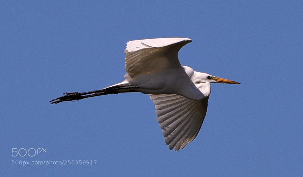 Canon EOS-1D X Mark II sample photo. 04-26-18-0014863.jpg photography