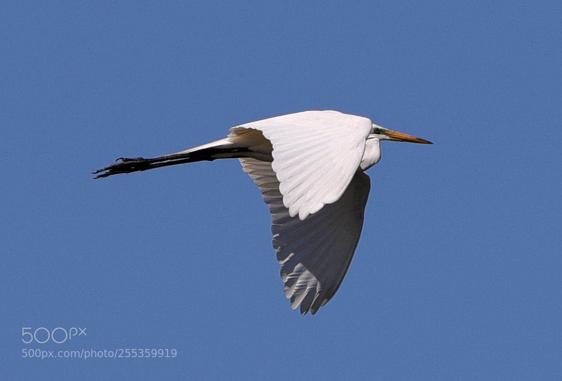 Canon EOS-1D X Mark II sample photo. 04-26-18-0014862.jpg photography