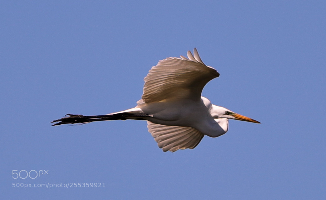 Canon EOS-1D X Mark II sample photo. 04-26-18-0014861.jpg photography