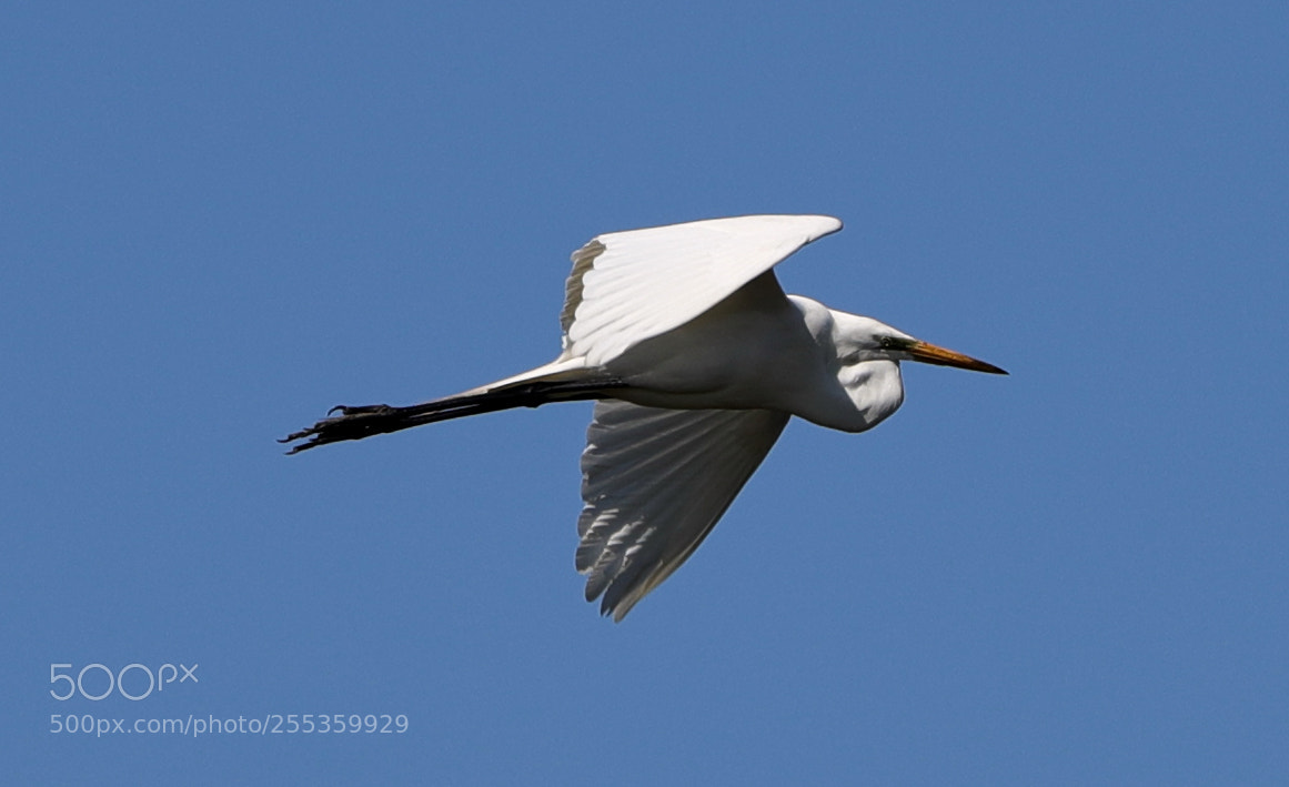 Canon EOS-1D X Mark II sample photo. 04-26-18-0014860.jpg photography