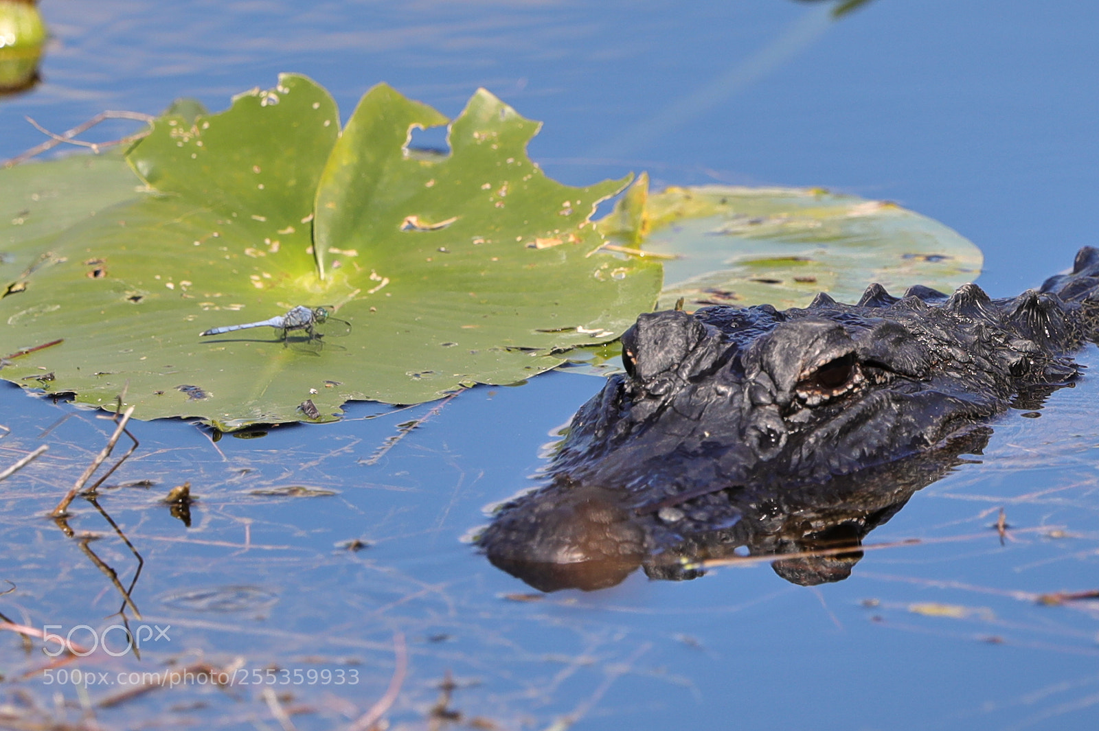 Canon EOS-1D X Mark II sample photo. 04-26-18-0014859.jpg photography
