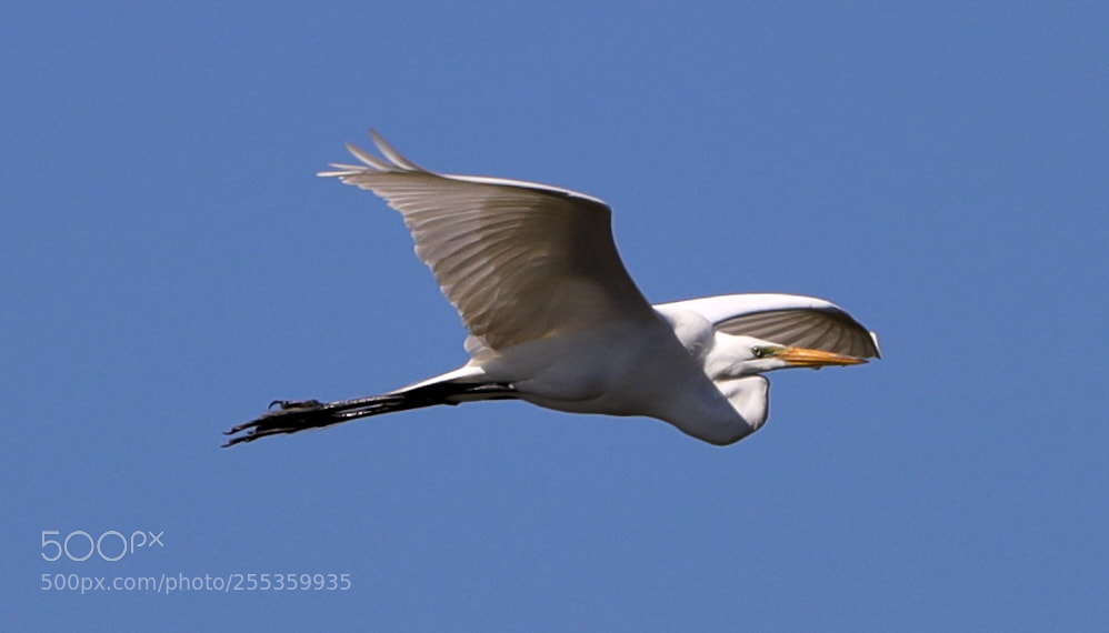 Canon EOS-1D X Mark II sample photo. 04-26-18-0014864.jpg photography