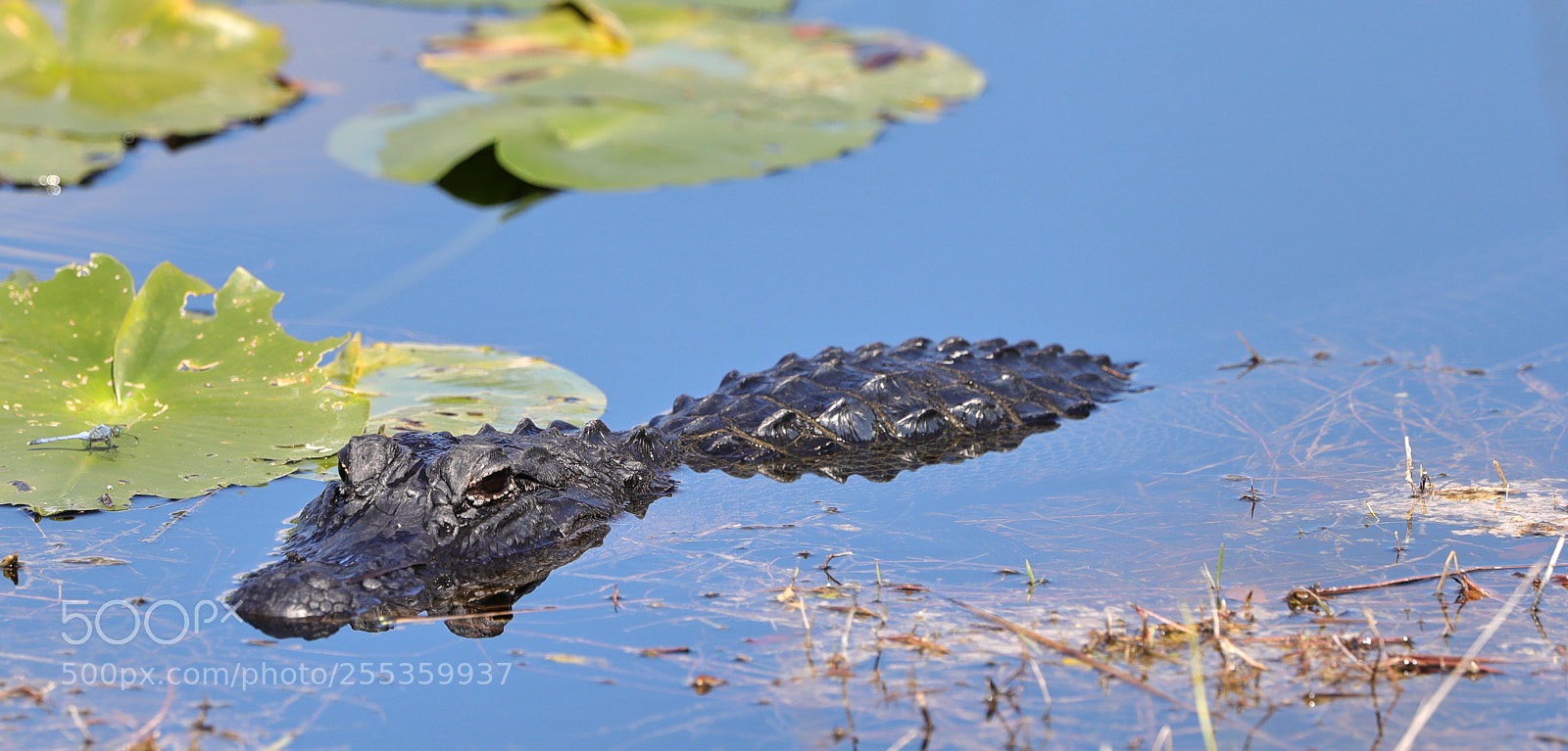Canon EOS-1D X Mark II sample photo. 04-26-18-0014858.jpg photography