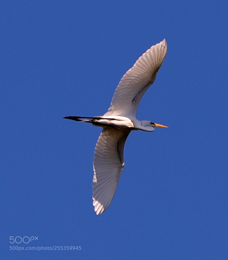 Canon EOS-1D X Mark II sample photo. 04-26-18-0014852.jpg photography