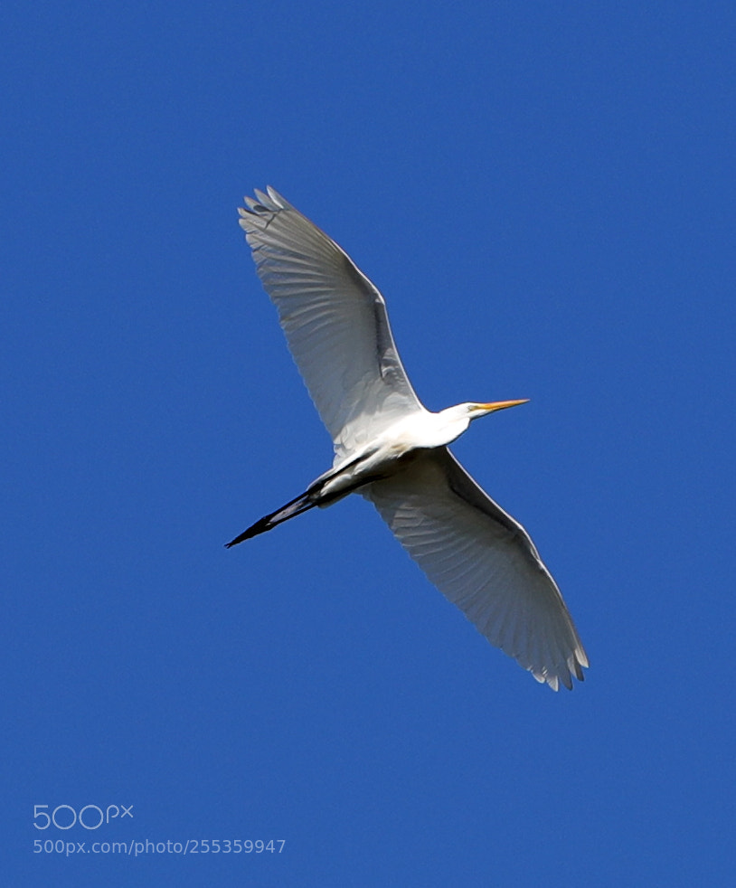 Canon EOS-1D X Mark II sample photo. 04-26-18-0014853.jpg photography