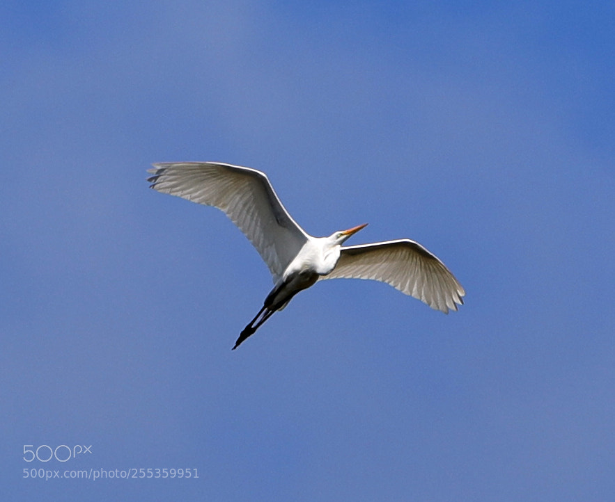 Canon EOS-1D X Mark II sample photo. 04-26-18-0014854.jpg photography