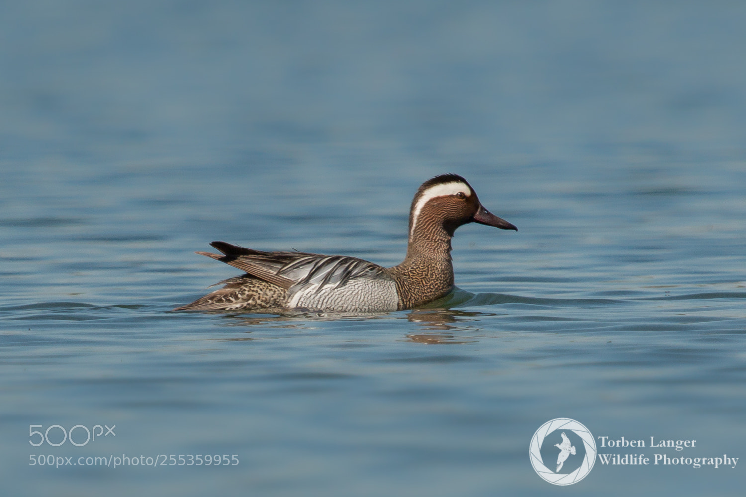 Canon EOS 70D sample photo. Garganey photography