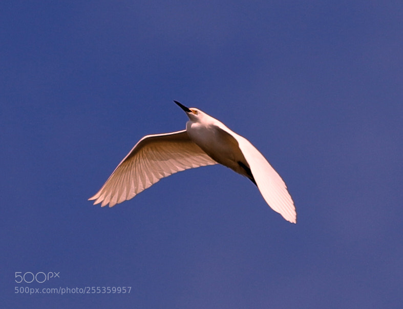Canon EOS-1D X Mark II sample photo. 04-26-18-0014850.jpg photography