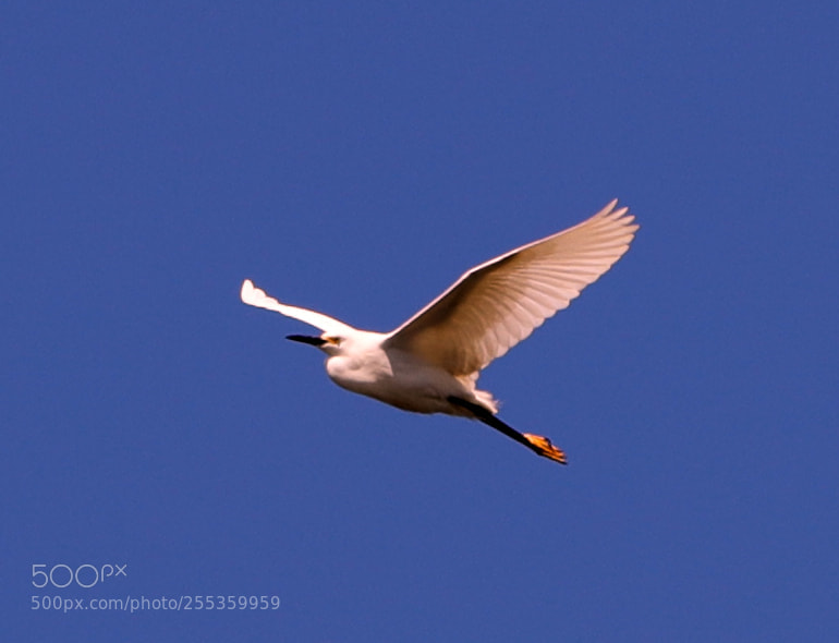 Canon EOS-1D X Mark II sample photo. 04-26-18-0014851.jpg photography